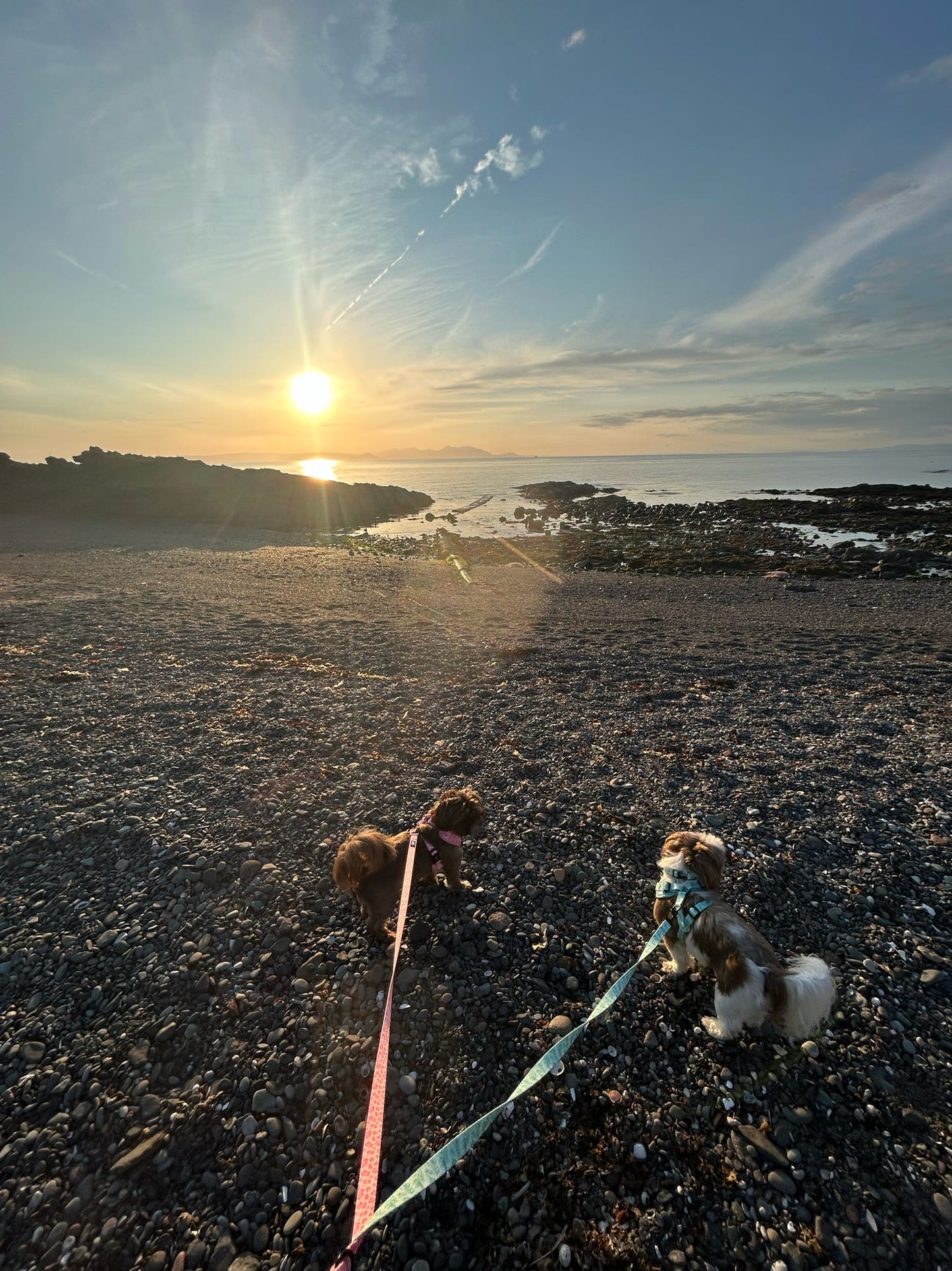Willow Wanders Lead