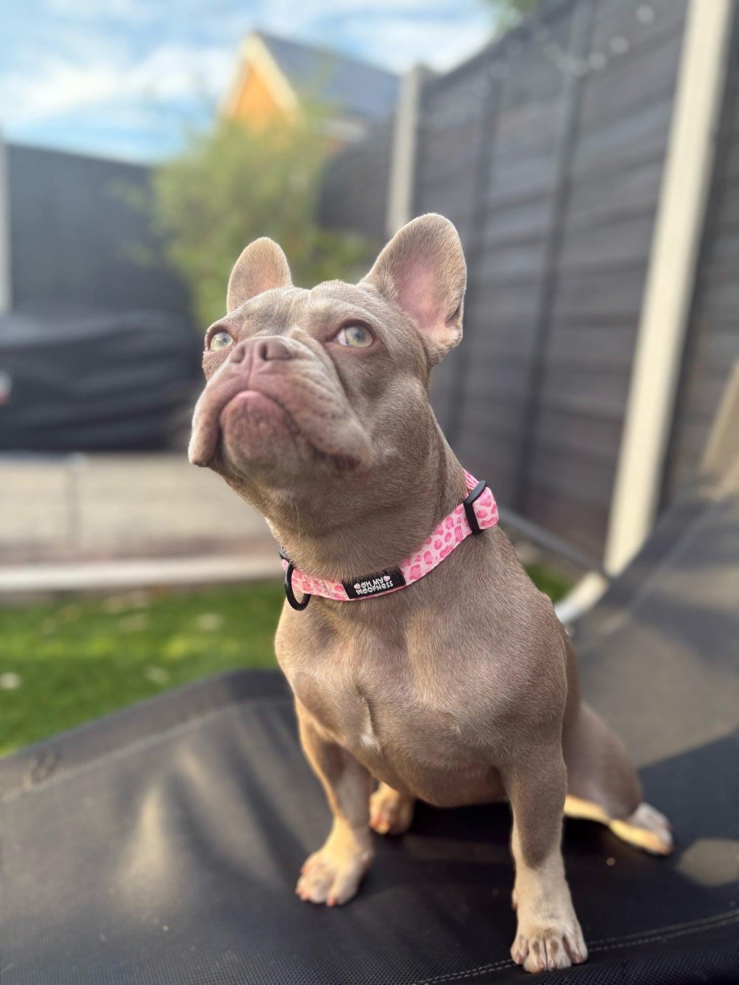 Walk on the Wild Side Collar