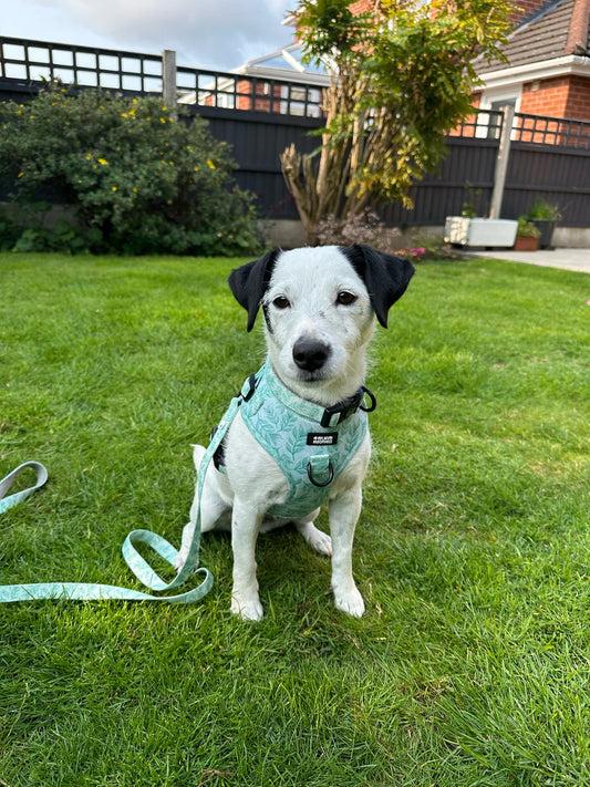 Willow Wanders ULTIMATE Bundle