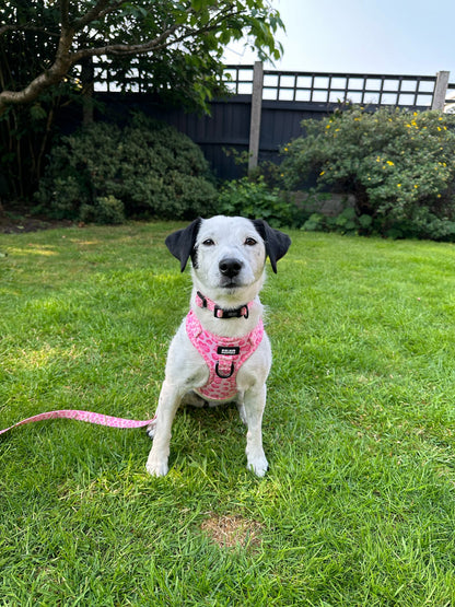 Walk on the Wild Side Bundle - SAVE over 15%!