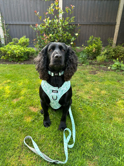 Willow Wanders Bundle - SAVE over 15%!