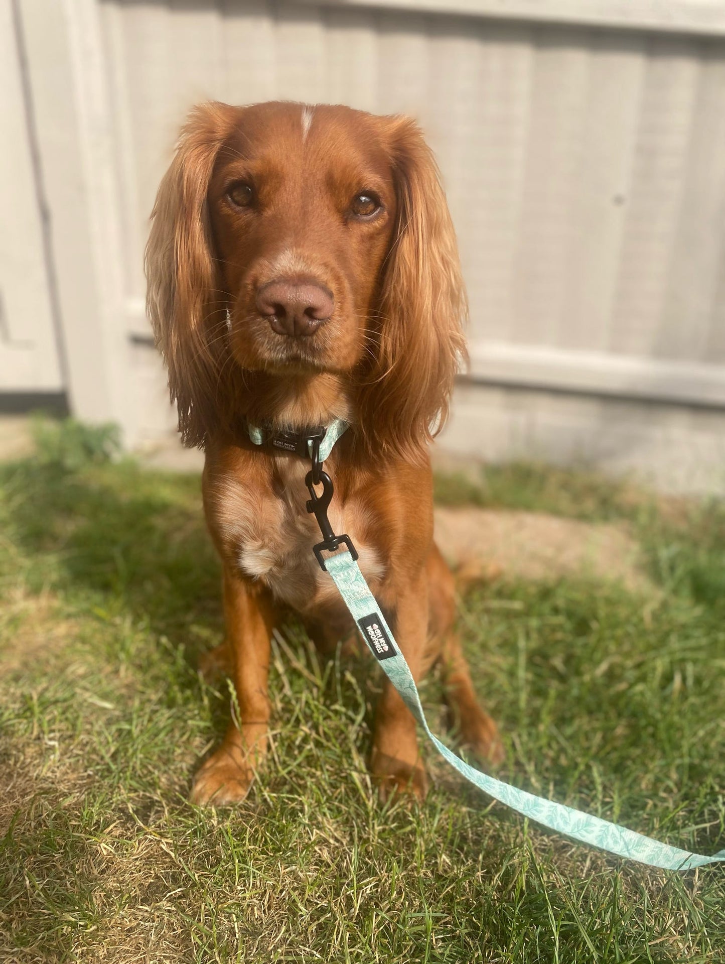 Willow Wanders Lead