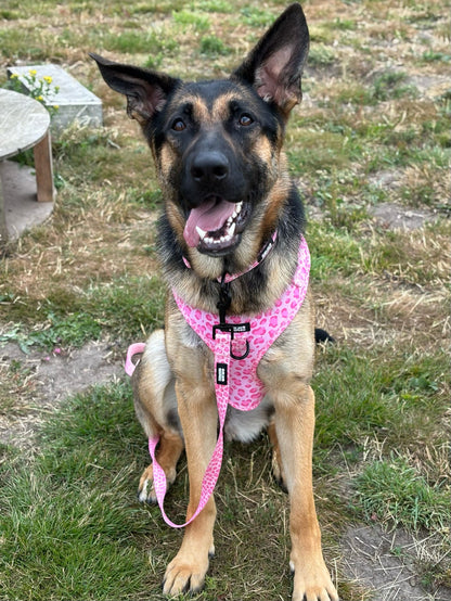 Walk on the Wild Side Bundle - SAVE over 15%!