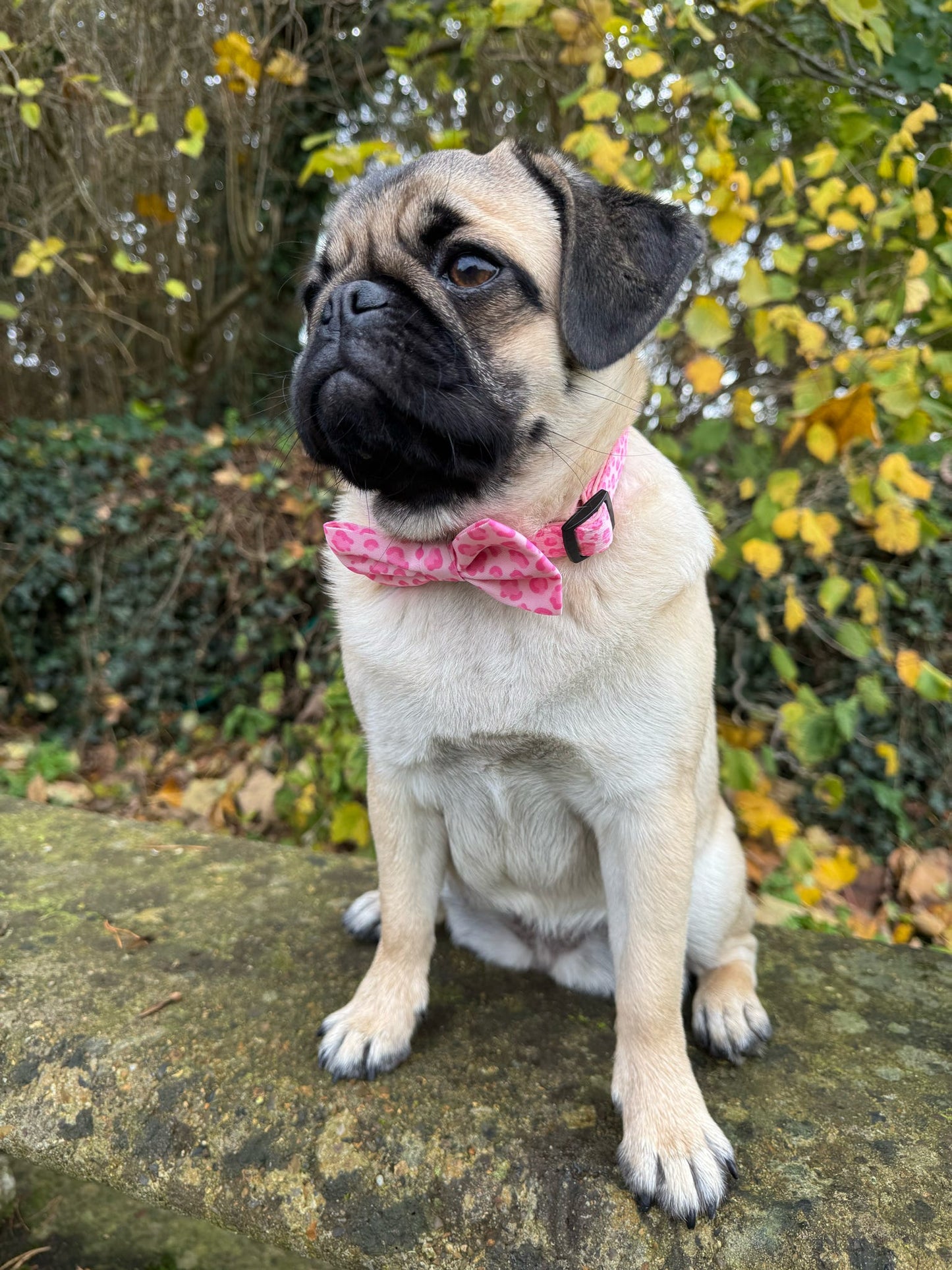 Walk on the Wild Side Bow Tie