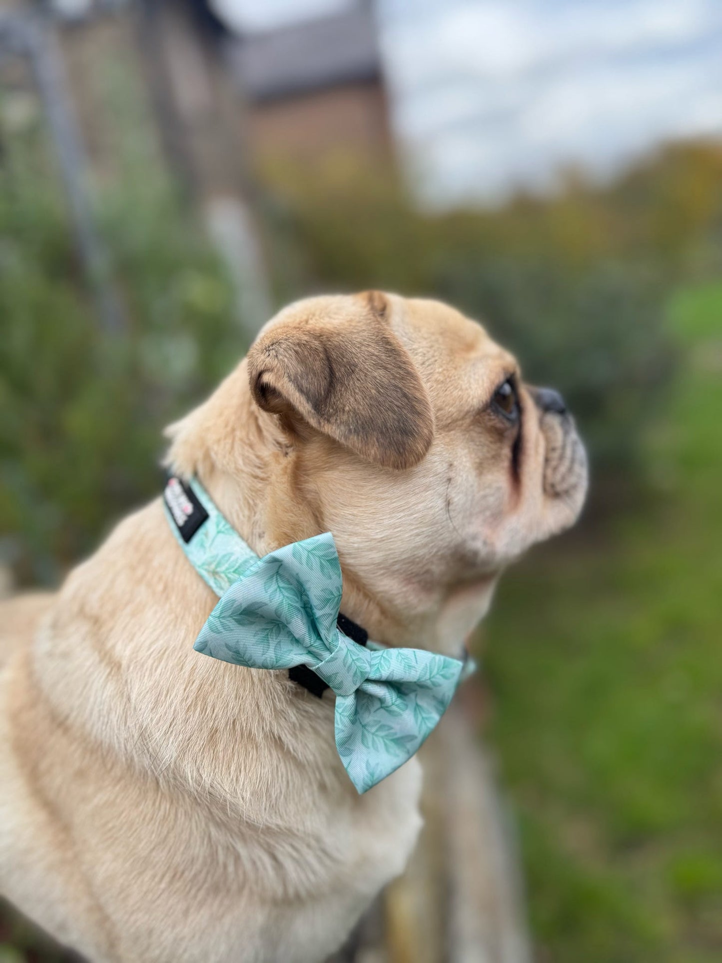 Willow Wanders Bow Tie
