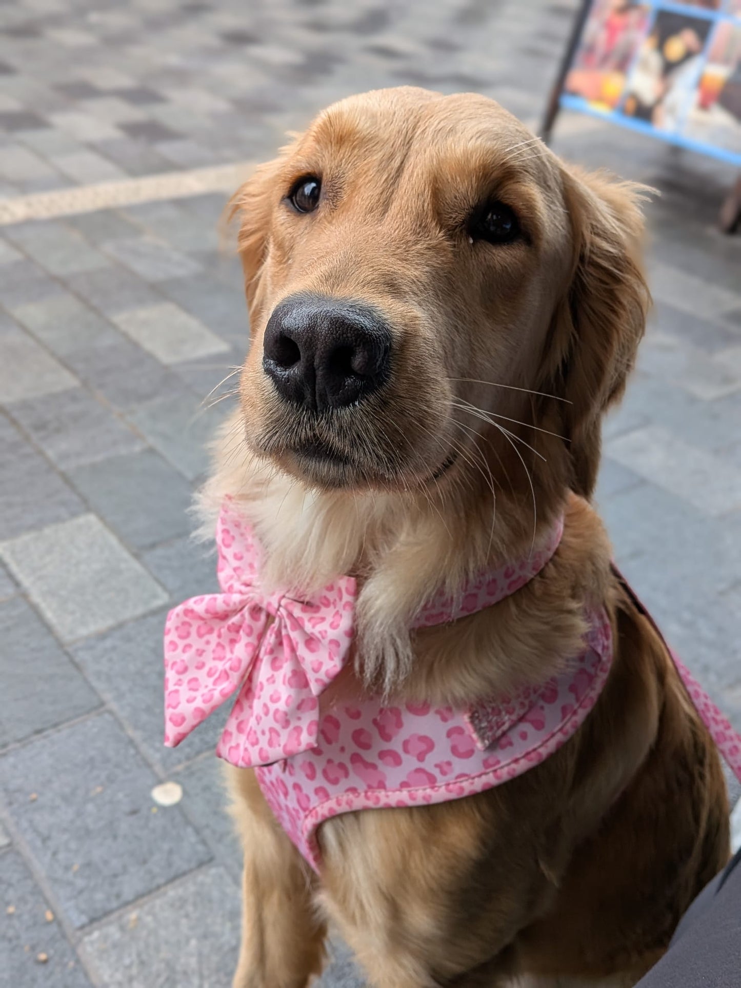 Walk on the Wild Side Sailor Bow