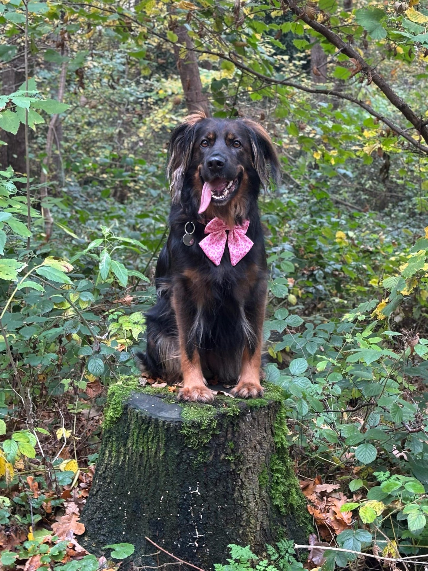 Walk on the Wild Side Sailor Bow