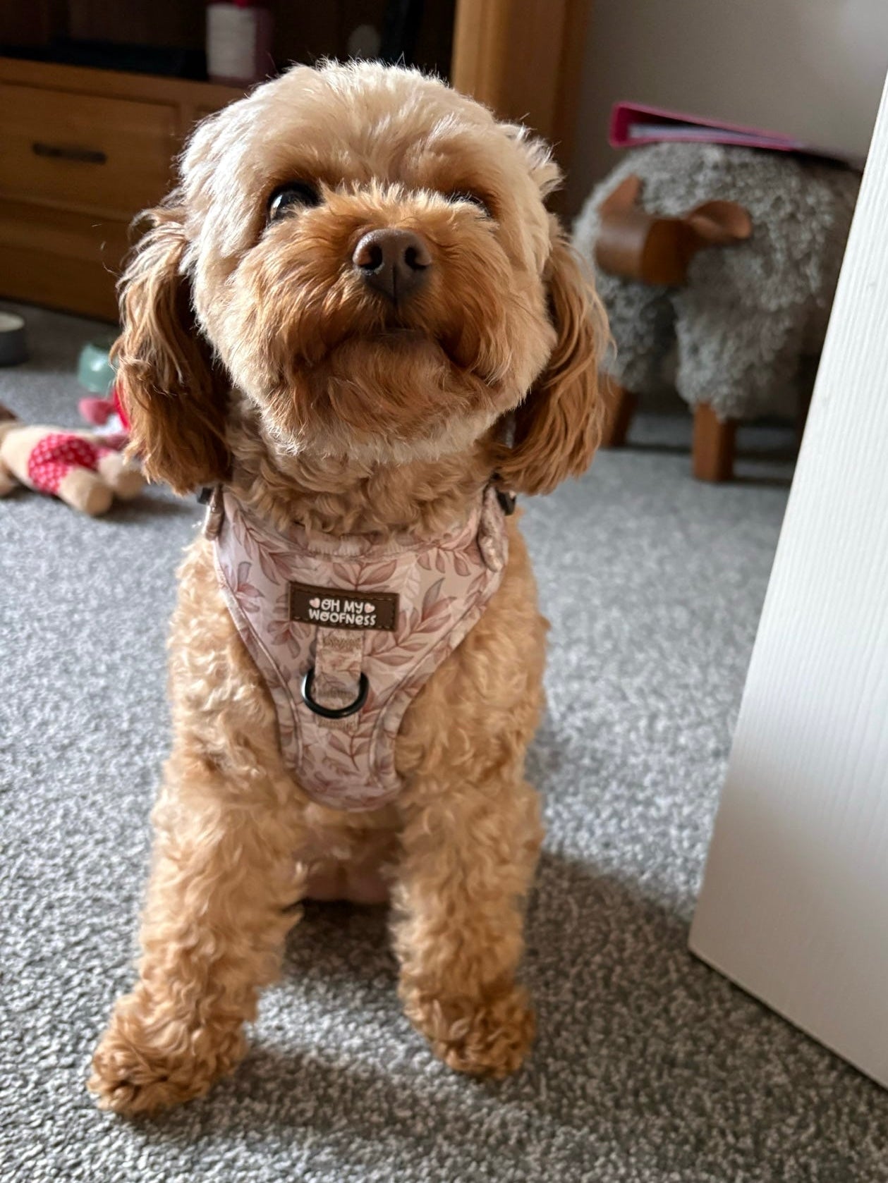 Toffee Trails Harness