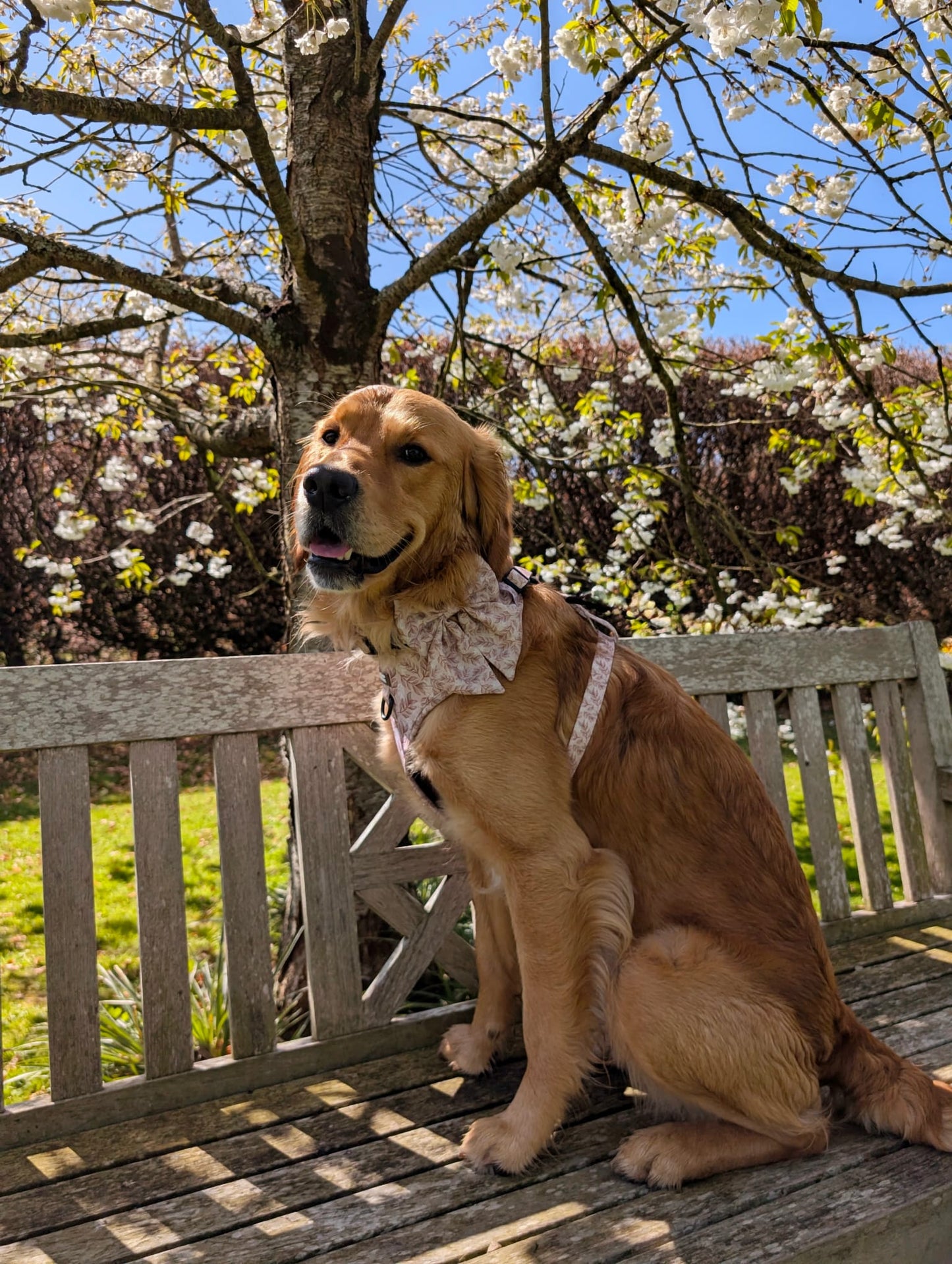 Toffee Trails Sailor Bow
