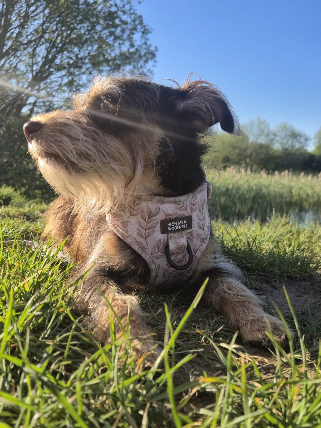 Toffee Trails Harness