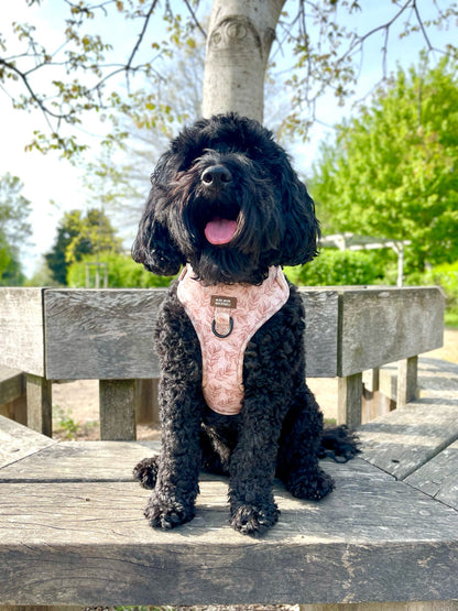 Toffee Trails Harness