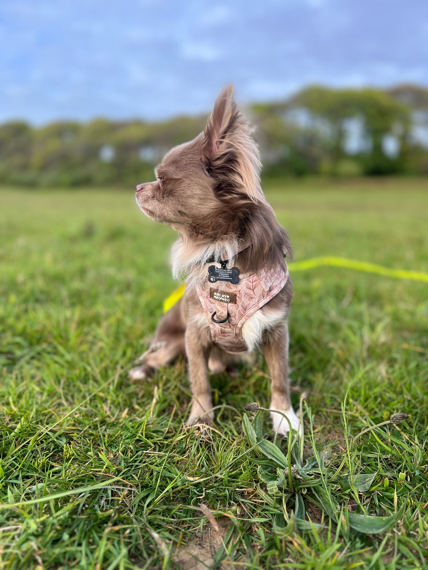 Toffee Trails Harness