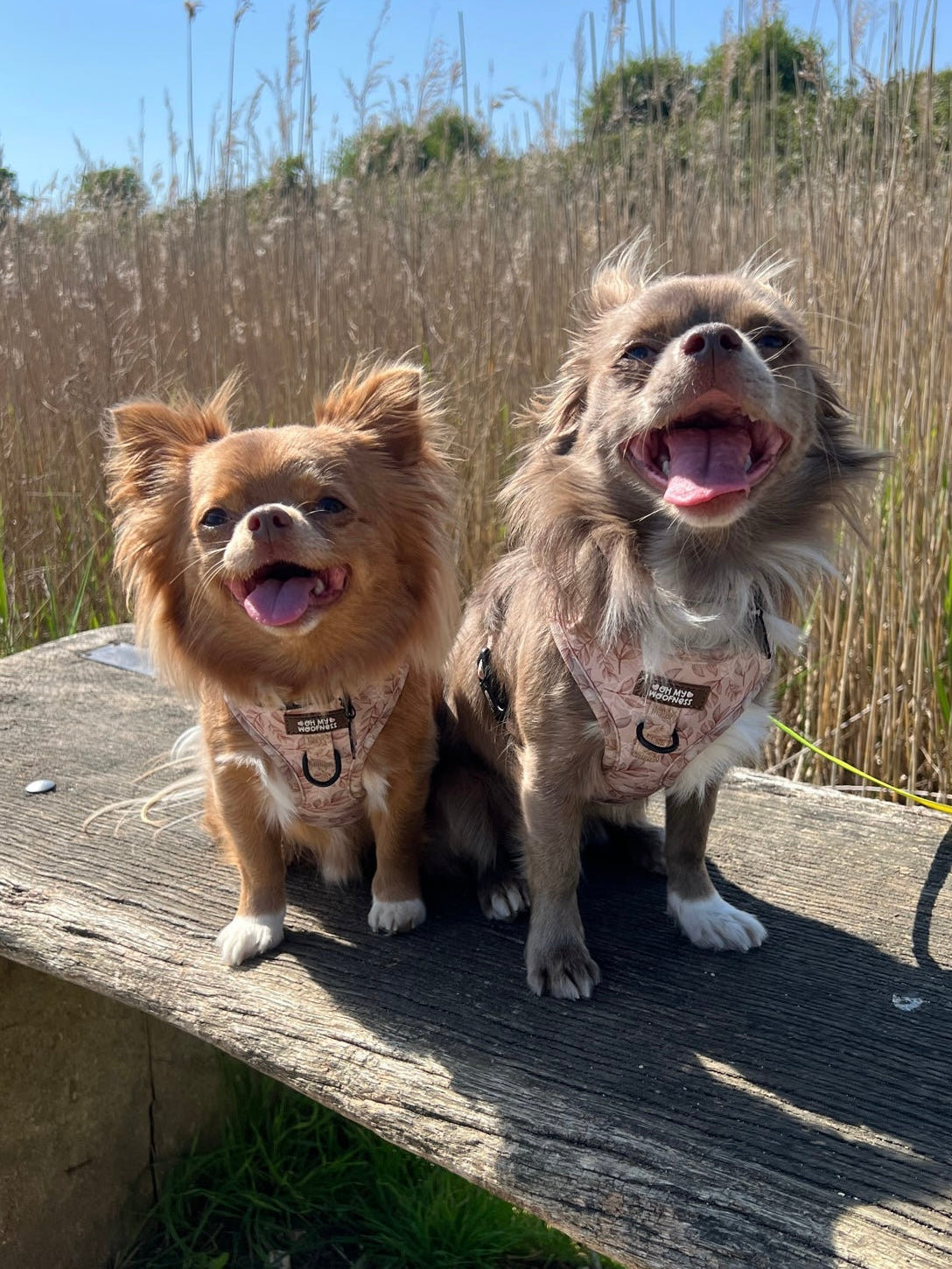 Toffee Trails Harness