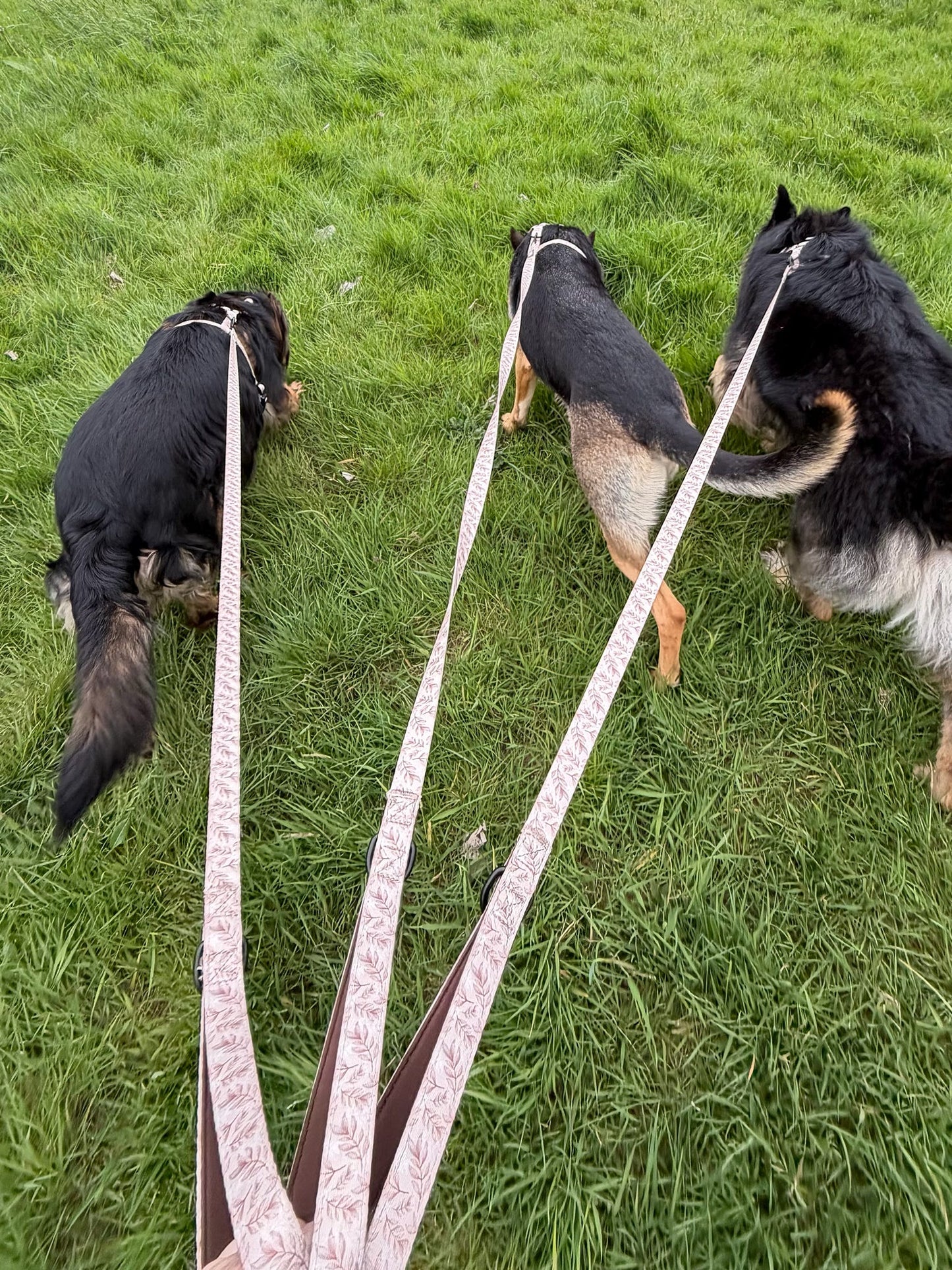 Toffee Trails Lead
