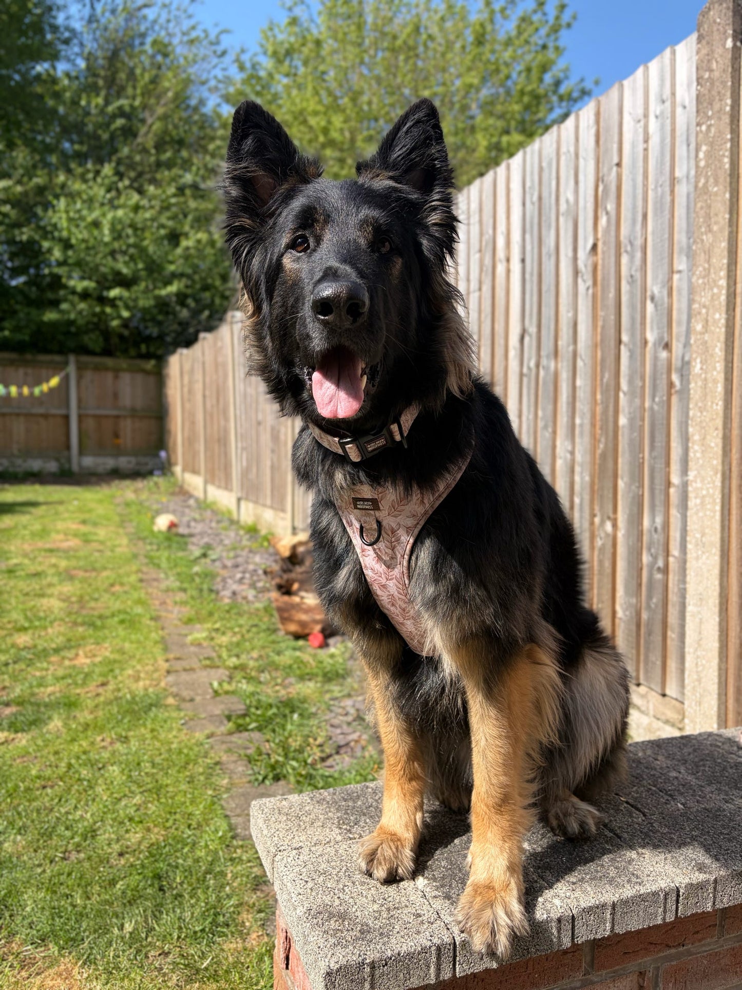 Toffee Trails Harness