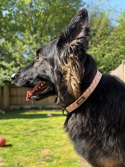 Toffee Trails Collar