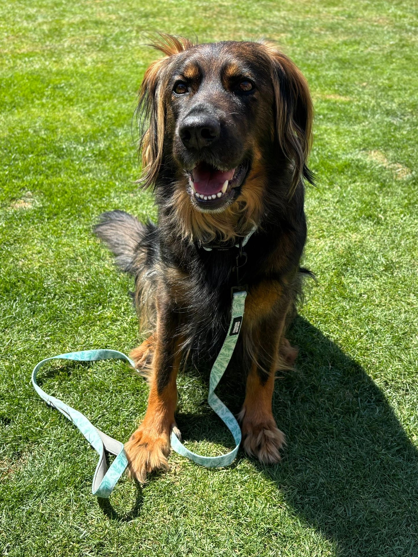 Willow Wanders Lead