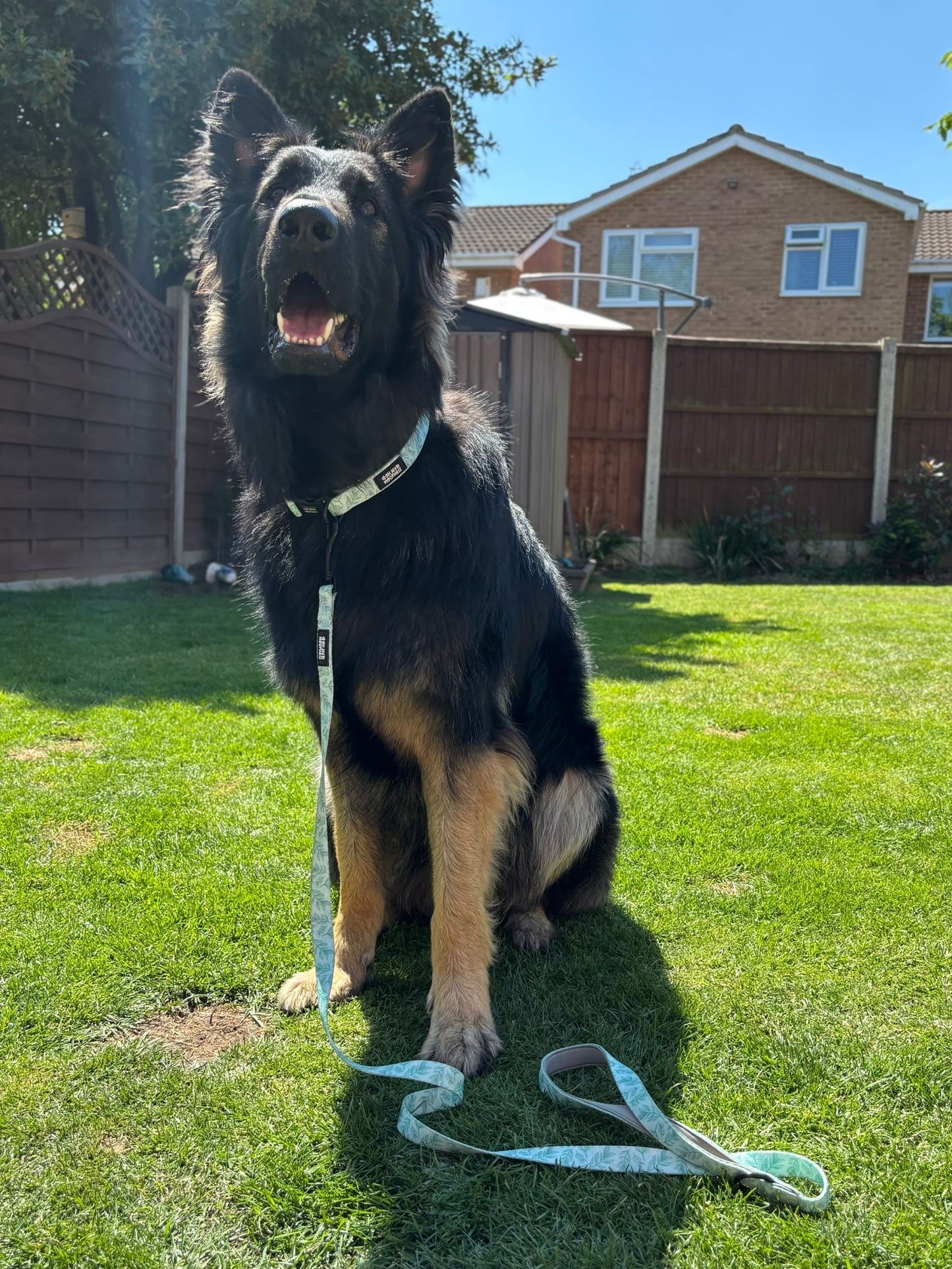 Willow Wanders Lead